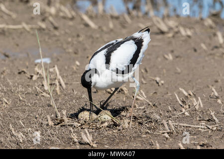 Pied avocetRecurvirostra Avosetta am Nest, Cley, Norfolk, England, Großbritannien Stockfoto