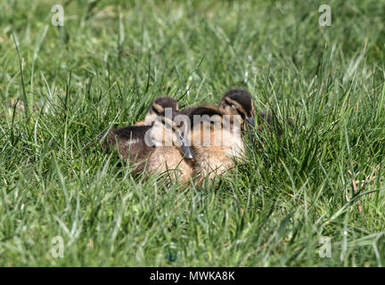 Stockente Anas platyrhynchos Gruppe von Baby Vogel Küken gepresst zusammen in grsass, Norfolk, England, auk Stockfoto