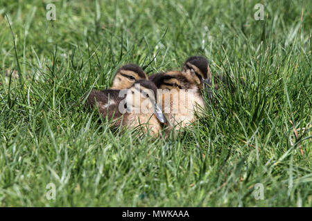 Stockente Anas platyrhynchos Gruppe von Baby Vogel Küken gepresst zusammen in grsass, Norfolk, England, auk Stockfoto