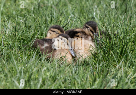 Stockente Anas platyrhynchos Gruppe von Baby Vogel Küken gepresst zusammen in grsass, Norfolk, England, auk Stockfoto