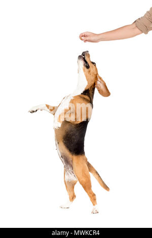 Studio shot von Beagle Hund springen, isoliert auf weißem Stockfoto