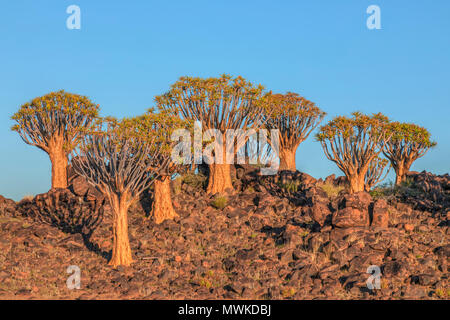Köcherbaumwald, Keetmanshoop, Namibia, Afrika Stockfoto