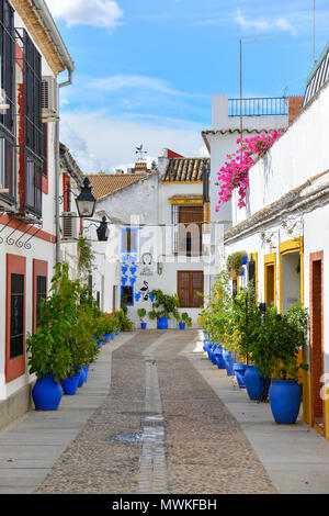 Gepflasterte Straße der Farbe in Cordoba, Spanien im September. Traditionellen, weiß getünchten Wänden, blauen Terrakotta Blumentöpfe, rosa Blüten überhängenden Wand Stockfoto