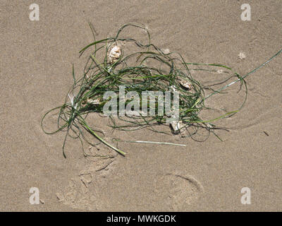 Muscheln und Algen auf der Tide auf Crescent Beach Oregon gewaschen Stockfoto