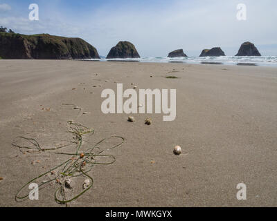 Muscheln und Algen auf der Tide auf Crescent Beach Oregon gewaschen Stockfoto