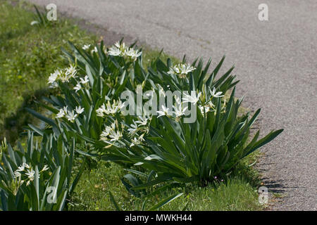 Illyrischen seelilie Pancratium illyricum auf einem kurz am Straßenrand in der Nähe von Campile herum, Korsika, Frankreich, Mai 2005 Stockfoto