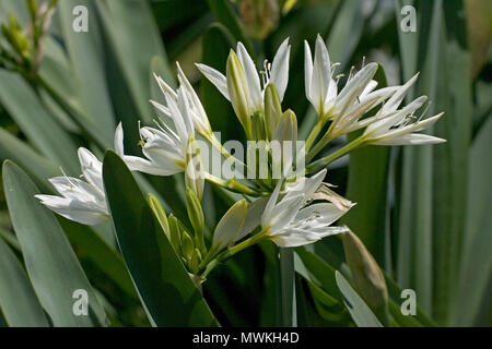 Illyrischen seelilie Pancratium illyricum auf einem kurz am Straßenrand in der Nähe von Campile herum, Korsika, Frankreich, Mai 2005 Stockfoto