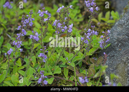 Heide Ehrenpreis Veronica officinalis unter den Felsen am Straßenrand, Boot von Garten, Hochland, Schottland, Großbritannien, Juni 2005 Stockfoto