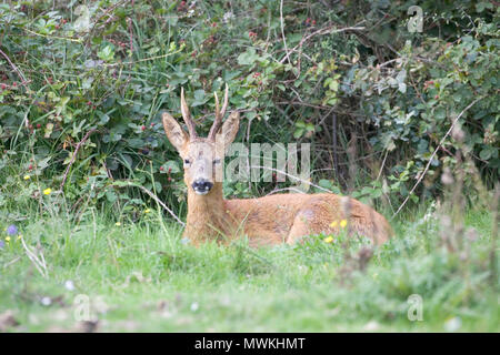 Europäische Reh Capreolus capreolus, Buck ruht neben Dornbusch, Linford unten, New Forest National Park, Hampshire, England, UK, August 2004 Stockfoto