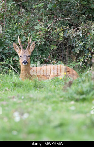 Europäische Reh Capreolus capreolus, Buck ruht neben Dornbusch, Linford unten, New Forest National Park, Hampshire, England, UK, August 2004 Stockfoto