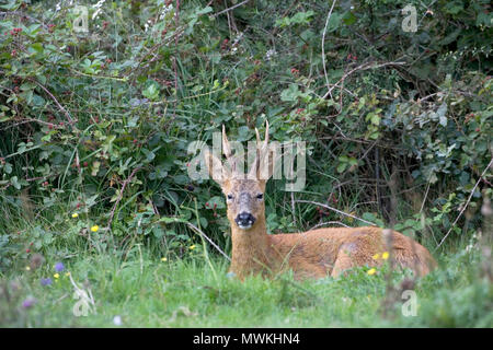 Europäische Reh Capreolus capreolus, Buck ruht neben Dornbusch, Linford unten, New Forest National Park, Hampshire, England, UK, August 2004 Stockfoto