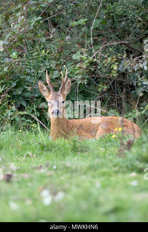 Europäische Reh Capreolus capreolus, Buck ruht neben Dornbusch, Linford unten, New Forest National Park, Hampshire, England, UK, August 2004 Stockfoto