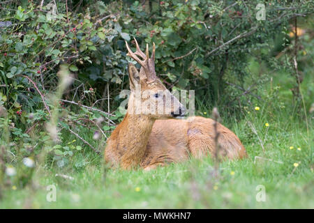 Europäische Reh Capreolus capreolus, Buck ruht neben Dornbusch, Linford unten, New Forest National Park, Hampshire, England, UK, August 2004 Stockfoto