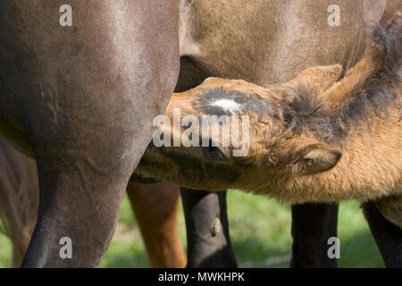 New Forest Pony Equus caballus Fohlen säugen aus einer Stute während einer Drift, neuen Farm Road, in der Nähe von Fritham Lodge, New Forest National Park, Hampshire, Engla Stockfoto