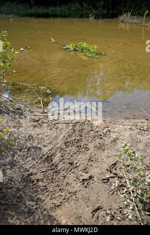 Eurasischen Biber Castor fiber, Fußspuren im Schlamm am Fluss, Loire Tal, Frankreich, Mai 2005 Stockfoto