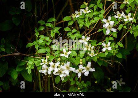 Ein paar kleine weiße Blumen auf einem klettern Clematis in einen englischen Garten an einem sonnigen Tag. Stockfoto