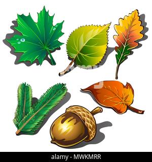 Eine Sammlung der Blätter von verschiedenen Bäumen und reife Acorn auf weißem Hintergrund. Vector Illustration. Stock Vektor