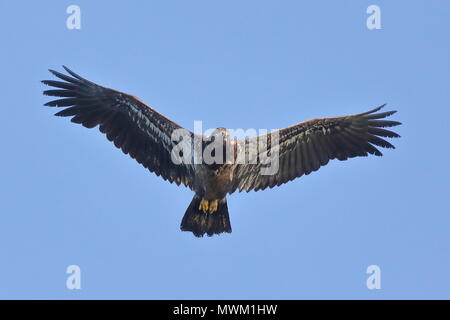 Juvenile Weißkopfseeadler Jagd Stockfoto