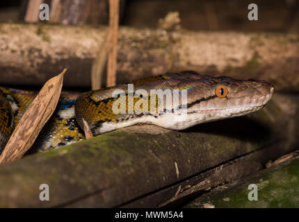 Netzpython (Python reticulatus) im Regenwald des Khao Sok Nationalpark Thailand. Stockfoto