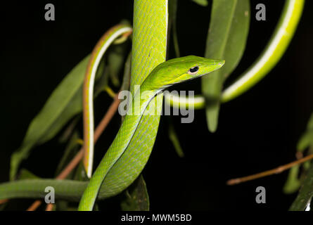 Orientalische Peitsche Schlange oder Rebe Schlange (Ahaetulla prasina) in einem Baum im Regenwald von Thailand. Stockfoto