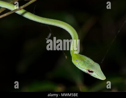 Orientalische Peitsche Schlange oder Rebe Schlange (Ahaetulla prasina) in einem Baum im Regenwald von Thailand. Stockfoto