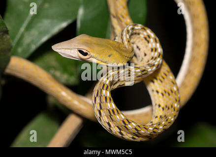 Orientalische Peitsche Schlange oder Rebe Schlange (Ahaetulla prasina) in einem Baum im Regenwald von Thailand. Stockfoto