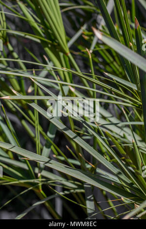 Papyrus in einem semi-schattigen Garten. Eine große Weise Landschaft rund um Wasser zu. Stockfoto