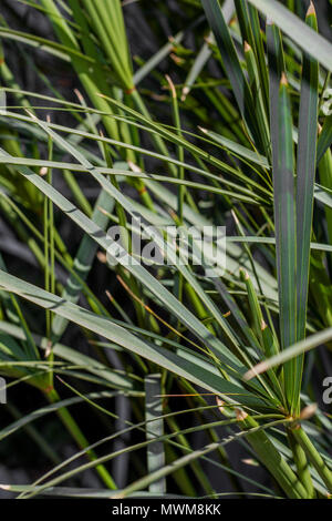 Papyrus in einem semi-schattigen Garten. Eine große Weise Landschaft rund um Wasser zu. Stockfoto