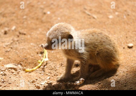 Baby Meerkat an Newquay Zoo Stockfoto