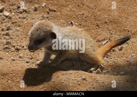 Baby Meerkat an Newquay Zoo Stockfoto