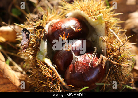 Kastanien in einem Cupule auf dem Boden Stockfoto