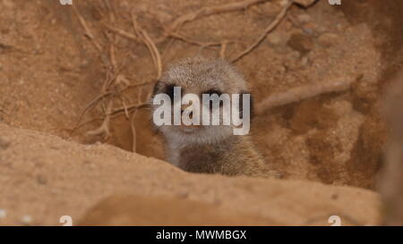 Baby Meerkat an Newquay Zoo Stockfoto