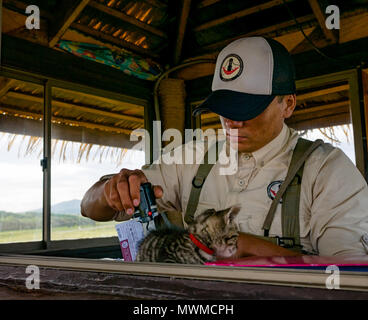 Ranger offizielle in der Holzhütte stanzen Besucher Tickets, mit kleinen Kätzchen, Akahanga, Osterinsel, Rapa Nui, Chile Stockfoto