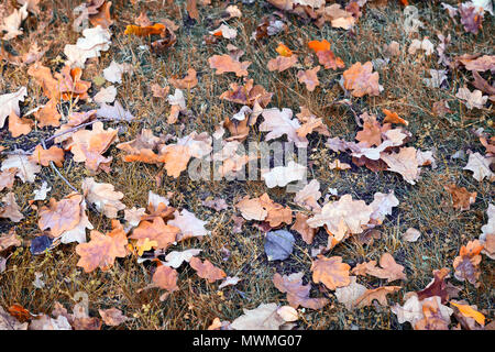 Auf dem Boden unter dem Gras liegen helle gelbe und orange Herbst eiche Blätter von den Bäumen fielen. Stockfoto