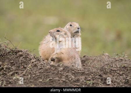 Schwarz-tailed prairie dog (Cynomys ludovicianus) Wächter auf der Hut, Theodore Roosevelt National Park (Südafrika), North Dakota, USA Stockfoto