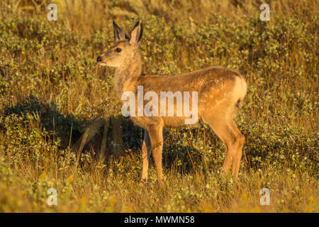 Hirsch (Odocoileus Hemionus) fawn, Theodore Roosevelt National Park, (Süd), North Dakota, USA Stockfoto