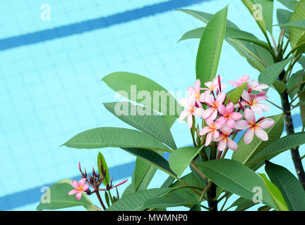 Plumeria Flower (Common Name: Frangipani, Pagoden, Tempel) auf Schwimmbad Hintergrund. Stockfoto