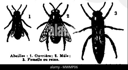 . Français: Illustration. 10. Juni 2016. Larousse 479 Petit Larousse-1906, im 2-5 Stockfoto