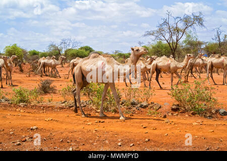 Herde Kamele an der Straße in der Nähe von Yabello in Äthiopien Stockfoto
