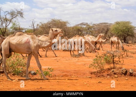 Herde Kamele an der Straße in der Nähe von Yabello in Äthiopien Stockfoto