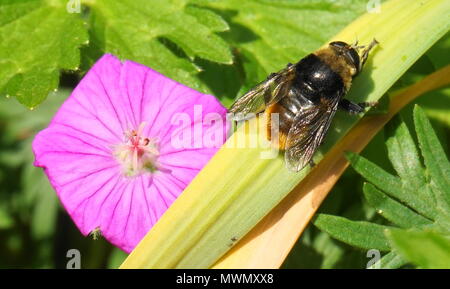 Frühe Hummel ruht auf einem Blatt neben einem rosa Blume Stockfoto