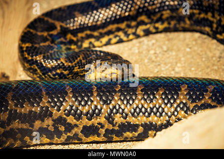 Python Schlange aus nächster Nähe erschossen in einem Zoo. Stockfoto