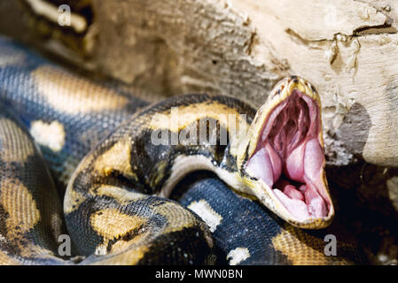 Mund Python Schlange schoß in einem Zoo in der Nähe eröffnet. Stockfoto