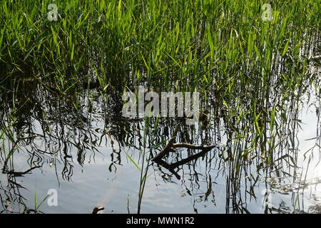 Sumpfhuhn Küken versteckt im Schilf Stockfoto