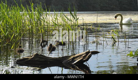 Schwan und Sumpfhuhn Küken schwimmen in einem See Stockfoto