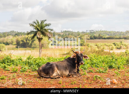 Anzeigen von Vinales Landschaft in Kuba. Stockfoto