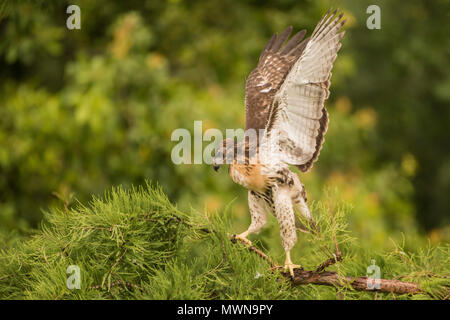 Juvenile red tailed Hawk (Buteo jamaicensis gehen um auf einem Zweig und seine Flügel in den Stunden vor seinem ersten Flug. Stockfoto