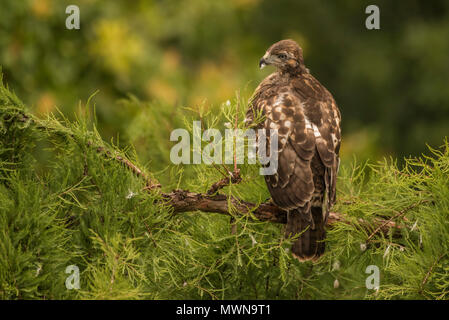 Ein gewordener Vogel Red-tailed Hawk (Buteo Jamaicensis) in einen Baum. Es ist noch nicht geflogen aber es bald flügge und Links der Baum und das Nest hinter. Stockfoto