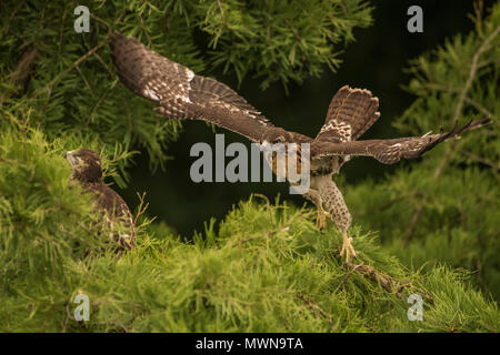 Juvenile red tailed Hawk (Buteo jamaicensis einen Bruchteil einer Sekunde, bevor Sie zu einem kurzen plumpen hop, ein Vorläufer der tatsächlich in der Lage zu fliegen. Stockfoto