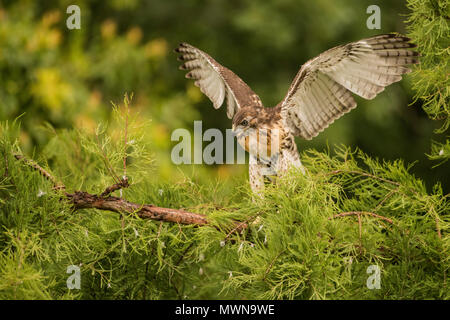 Eine junge Red tailed Hawk (Buteo Jamaicensis) seine Flügel, in den nächsten Tagen wird es in der Lage zu fliegen. Stockfoto